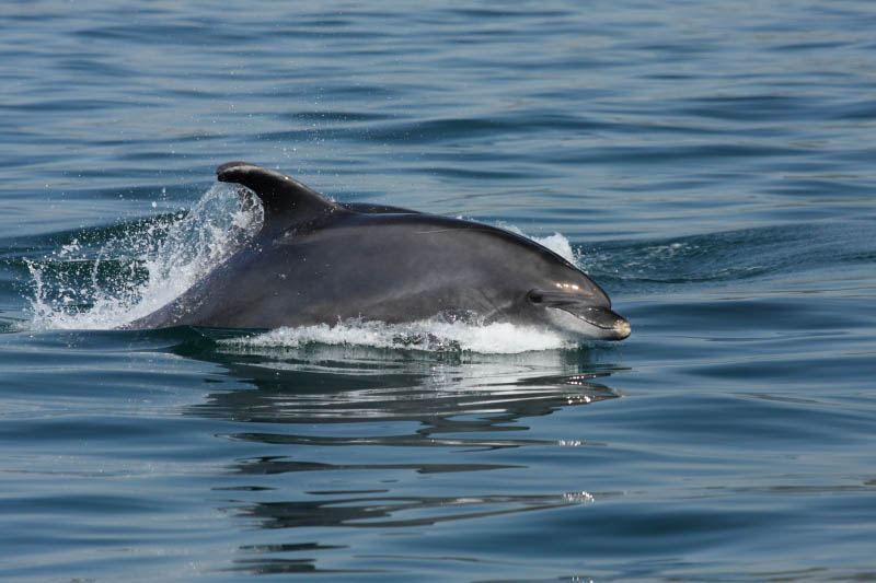 Avistamiento de Delfines en Setúbal