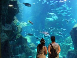 Aquário da Madeira Aquarium