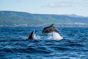 Avistamiento de Ballenas en Azores