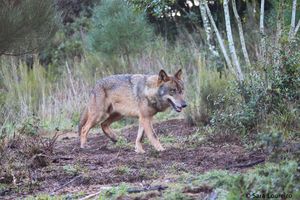 Iberian Wolf Recovery Centre