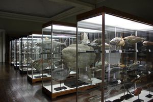 Funchal Natural History Museum