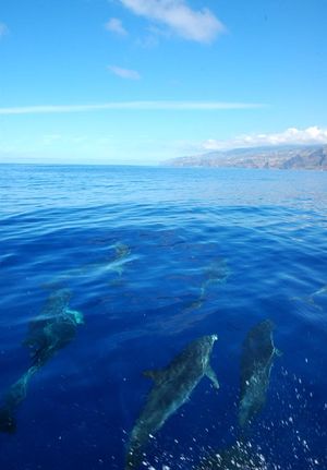 Cetacean Sighting in Madeira