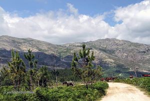 What to see in the Peneda Gerês National Park