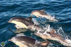 Avistamiento de delfines en Nazaré, Portugal